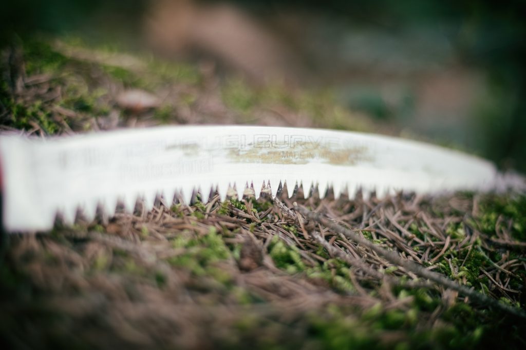 Baumpflege Totholzentnahme