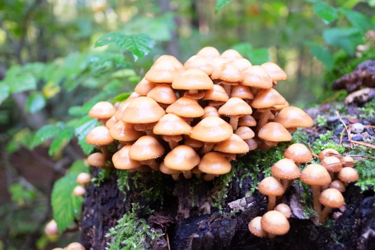 Büschel brauner Pilze auf einem bemoosten, morschen Baumstumpf