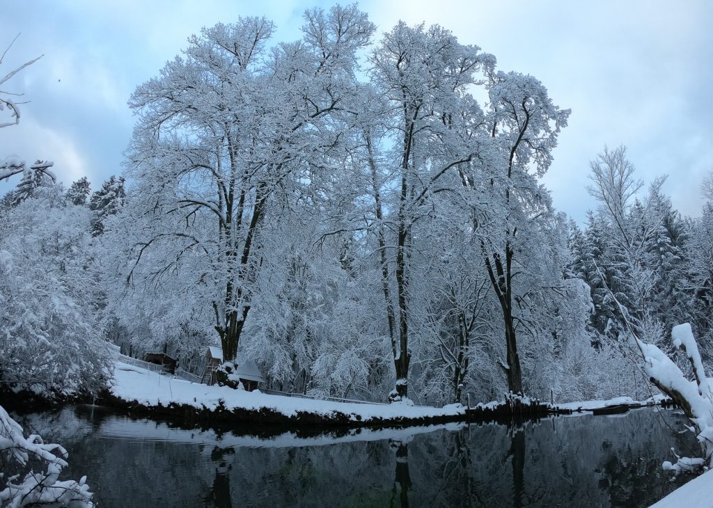 Baumfällung und Baumpflege im Odenwald