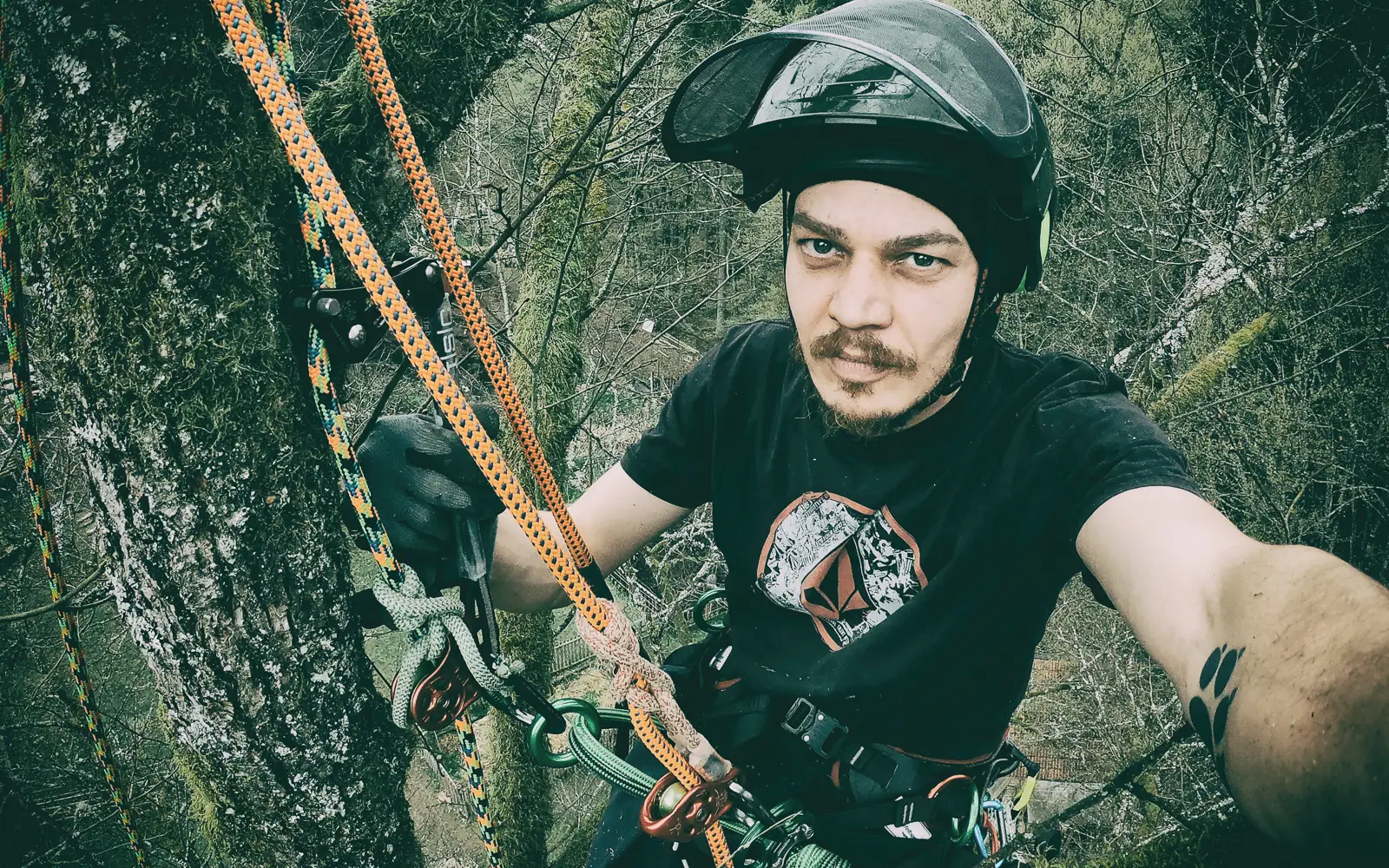 Baumkletterer mit Helm und Visier hängt im Seil am Stamm, Blick in die Kamera