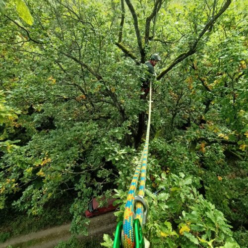 Los Arboristas - Baumkletterer