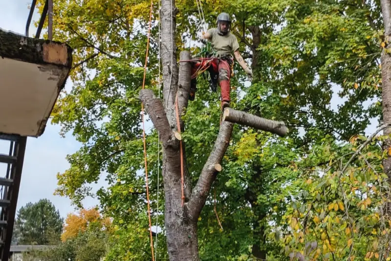 Abgestorbener Kirschbaum gefällt – Michelstadt
