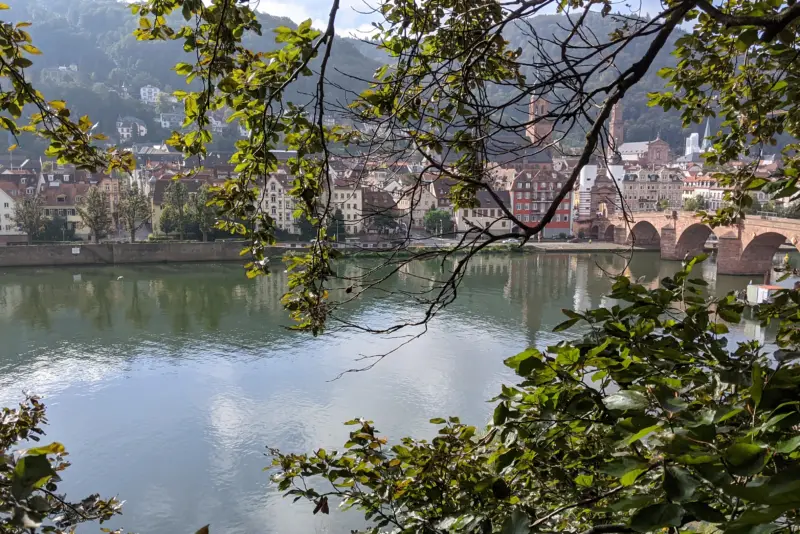 Totholz aus einer Blutbuche entfernt – Heidelberg