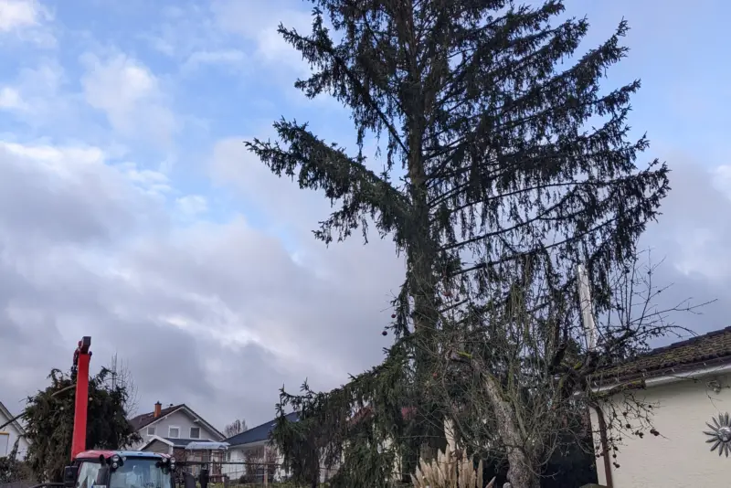 Große Fichte gefällt – Erbach
