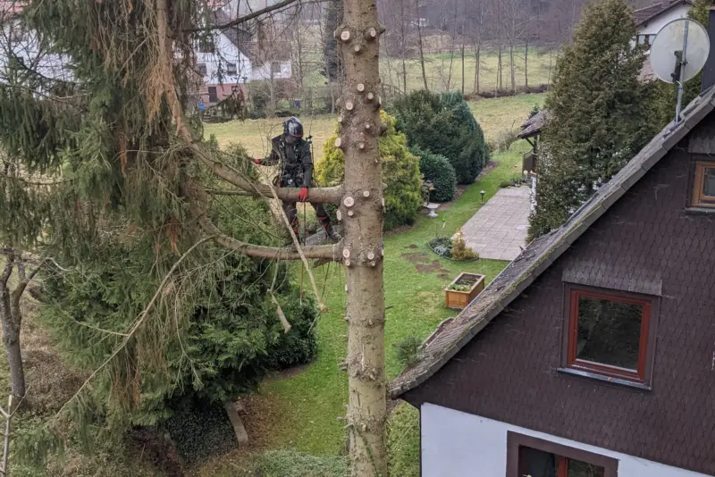 Fichte direkt am Haus abgetragen – Kailbach