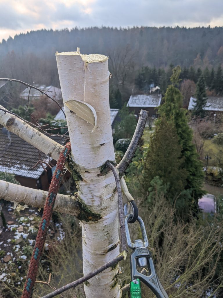 Gekürzter Birkenstamm mit Seil und Rigging-Ausrüstung über einer Siedlung