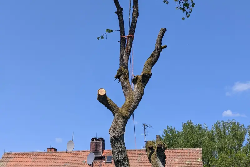 Kirschbaum nach Sturmschaden gefällt – Beerfelden