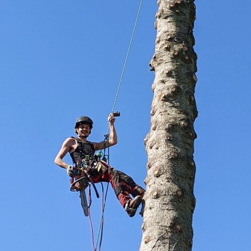 Arboristas Treeservice - Baumfällung mit Baumkletterer im Odenwald