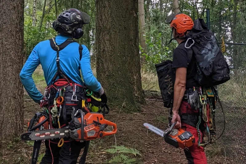 Baumpflege am Waldkindergarten – Beerfelden