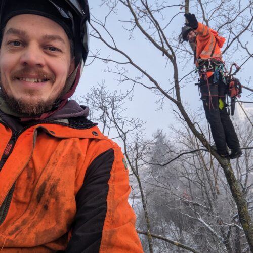 Arboristas Treeservice - Baumfällung mit Baumkletterer im Odenwald
