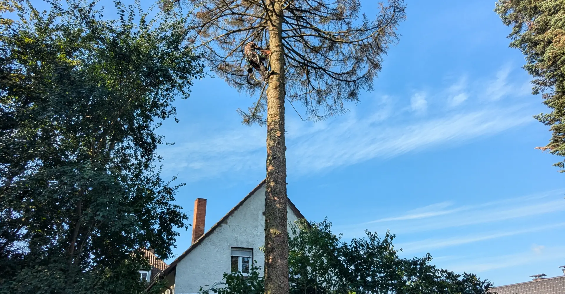 Abgestorbene Tanne mit braunen Nadeln ragt über einem Wohnhaus in Eberbach auf