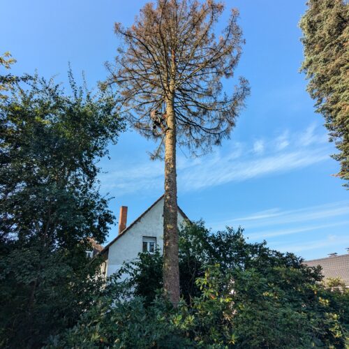 Arboristas Treeservice - Baumfällung mit Baumkletterer in Eberbach