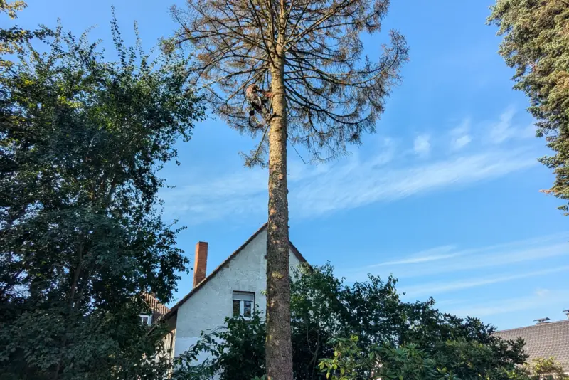 Abgestorbene Tanne am Wohnhaus – Eberbach