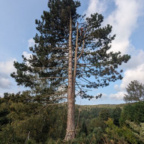 Arboristas Treeservice - Baumfällung mit Baumkletterer in Michelstadt