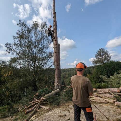Arboristas Treeservice - Baumfällung mit Baumkletterer Zeder