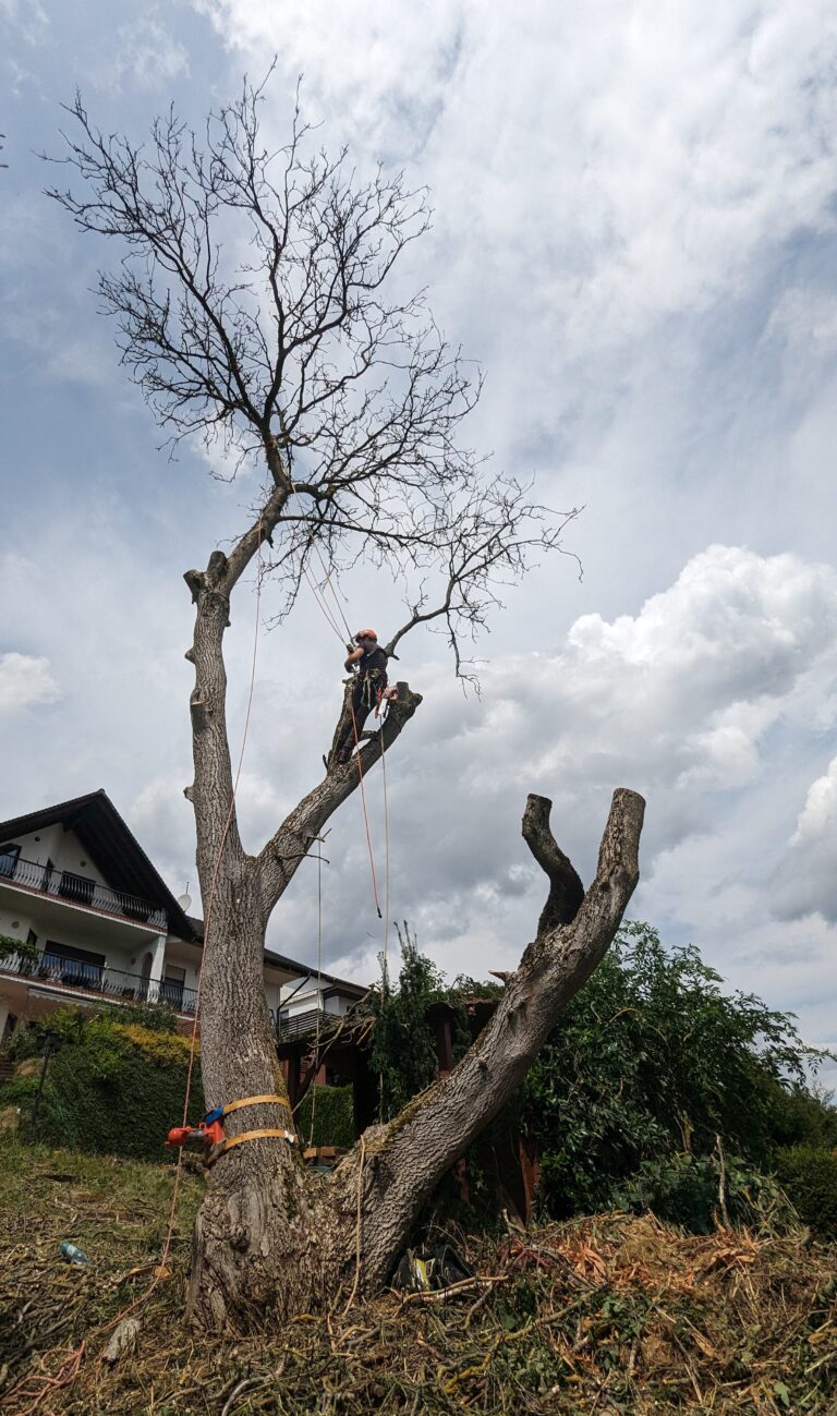 Abgestorbener Nussbaum mit kahler Krone neben einem Wohnhaus in Wald-Michelbach, unten Sicherungsgurte
