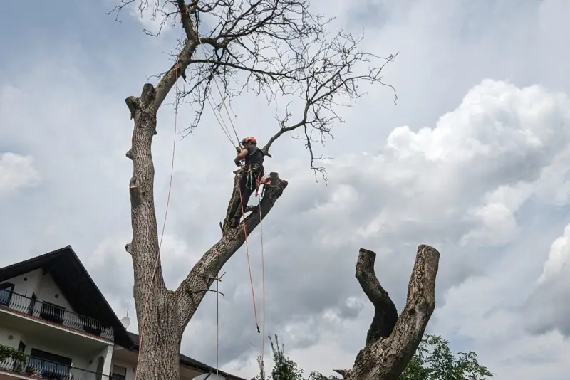 Abgestorbener Nussbaum am Haus – Wald-Michelbach
