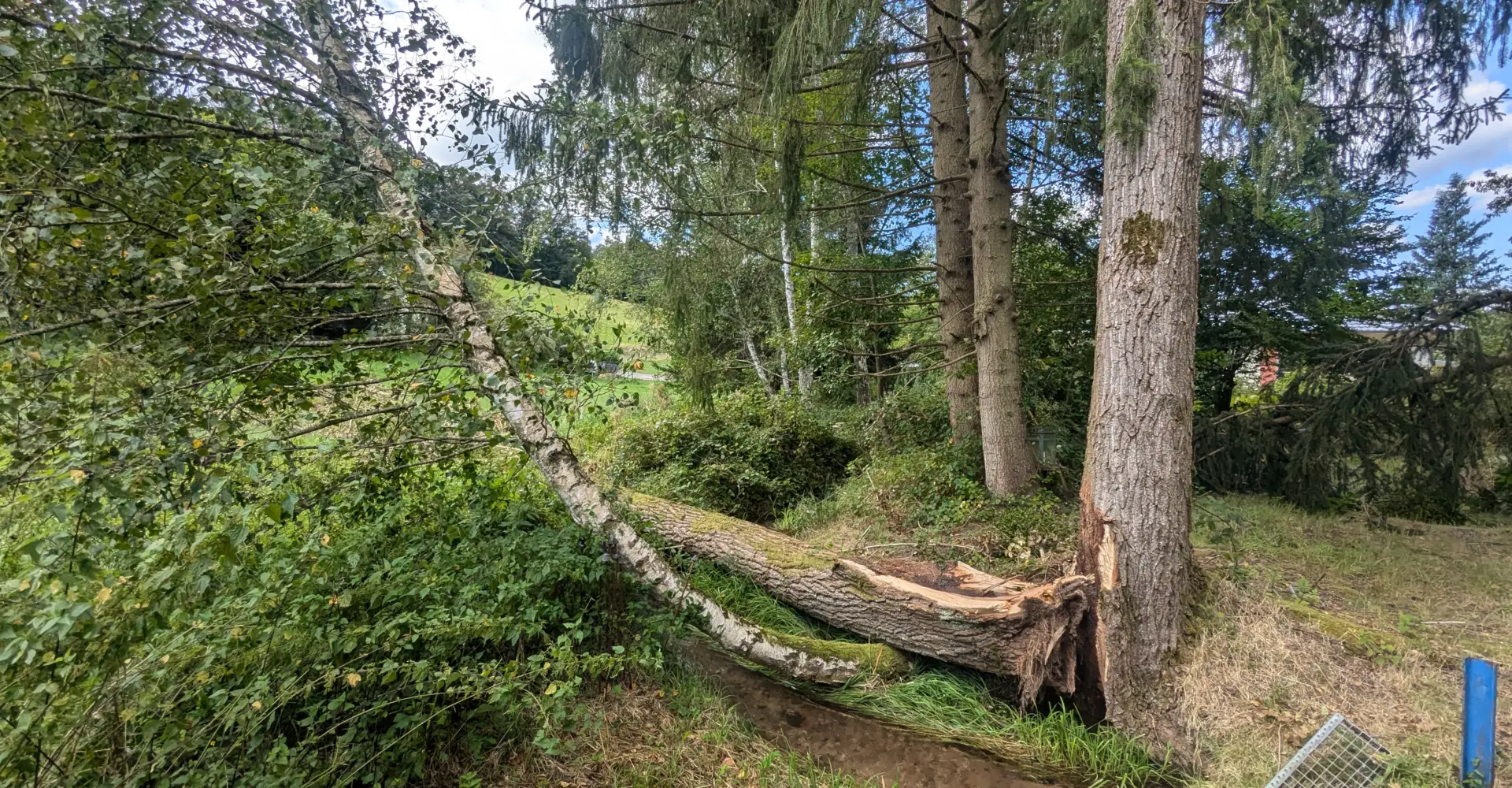 Vom Sturm umgeworfener Stämmling einer Pappel liegt am Hang in Erbach, der zweite Stamm steht noch