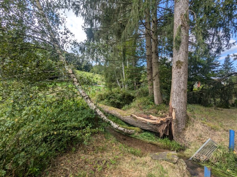 Vom Sturm umgeworfener Stämmling einer Pappel liegt am Hang in Erbach, der zweite Stamm steht noch