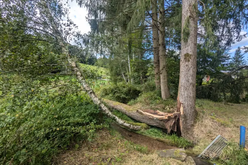 Sturmschaden an einer Pappel – Erbach