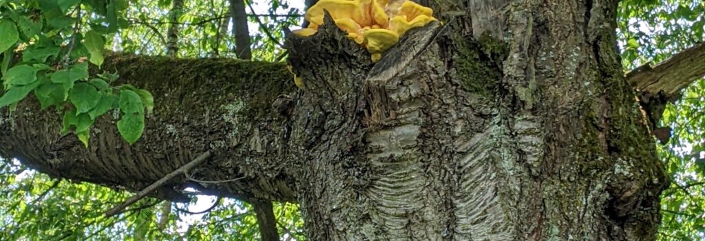 Arboristas Treeservice - Baumkontrolle Schwefelporling