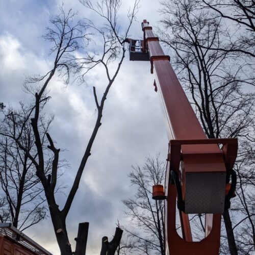 Arboristas Treeservice - Baumfällung mit Hubsteiger im Odenwald
