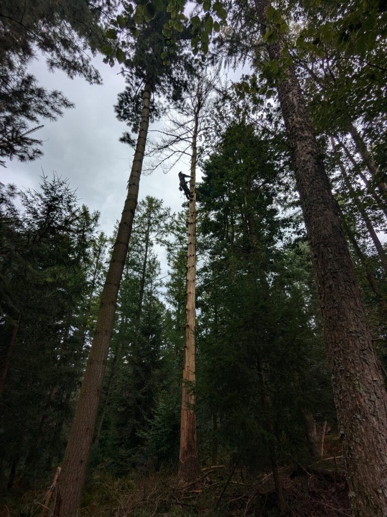 Hohe Nadelbäume am Waldkindergarten in Beerfelden, bevor ein Baum zum Habitatstamm gekürzt wird