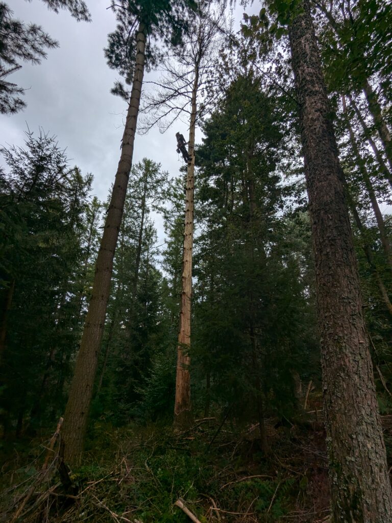 Baumkletterer kürzt einen hohen Nadelbaum im Wald am Waldkindergarten in Beerfelden