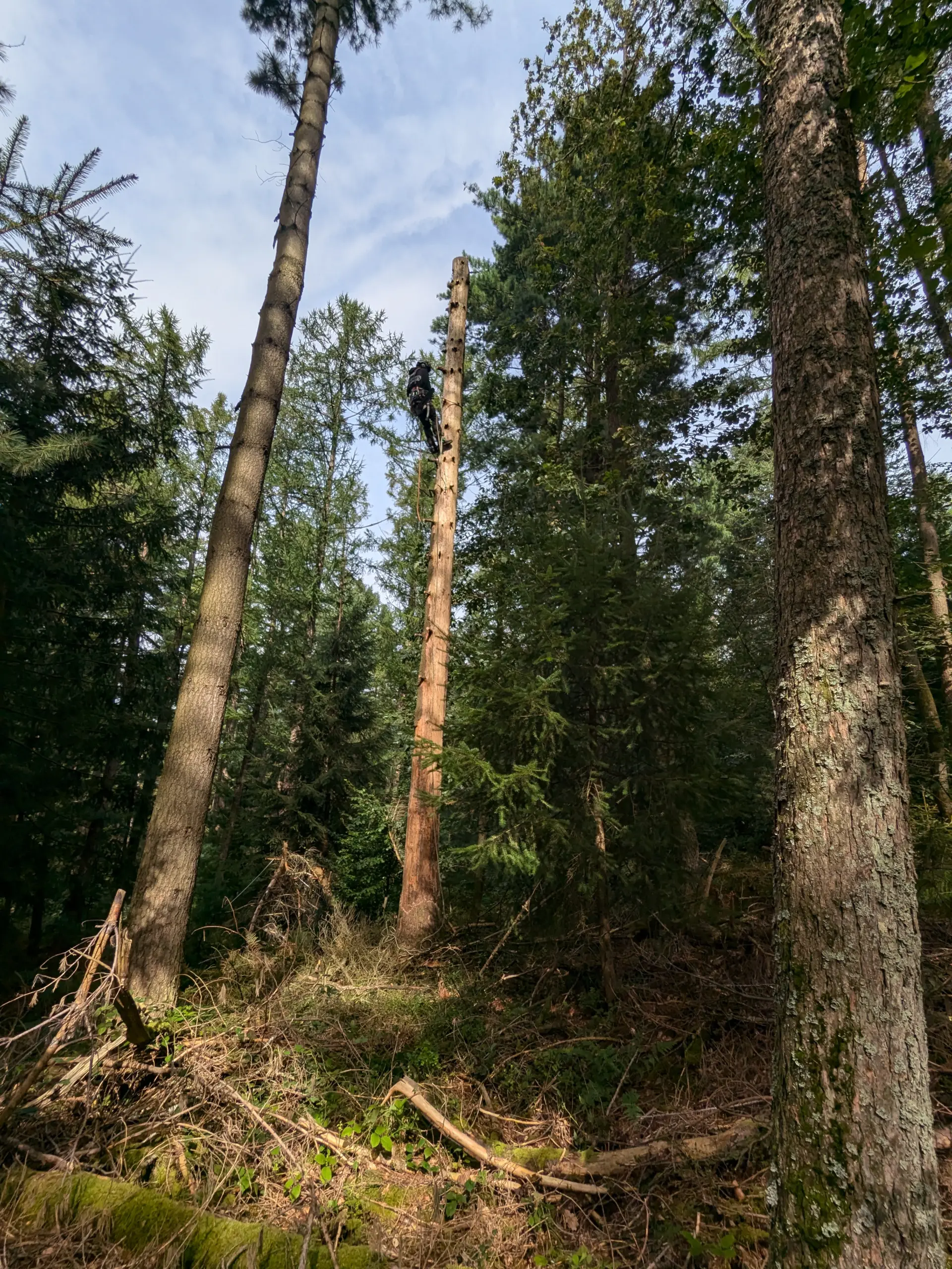 Habitatstamm am Waldkindergarten – Beerfelden (nachher)