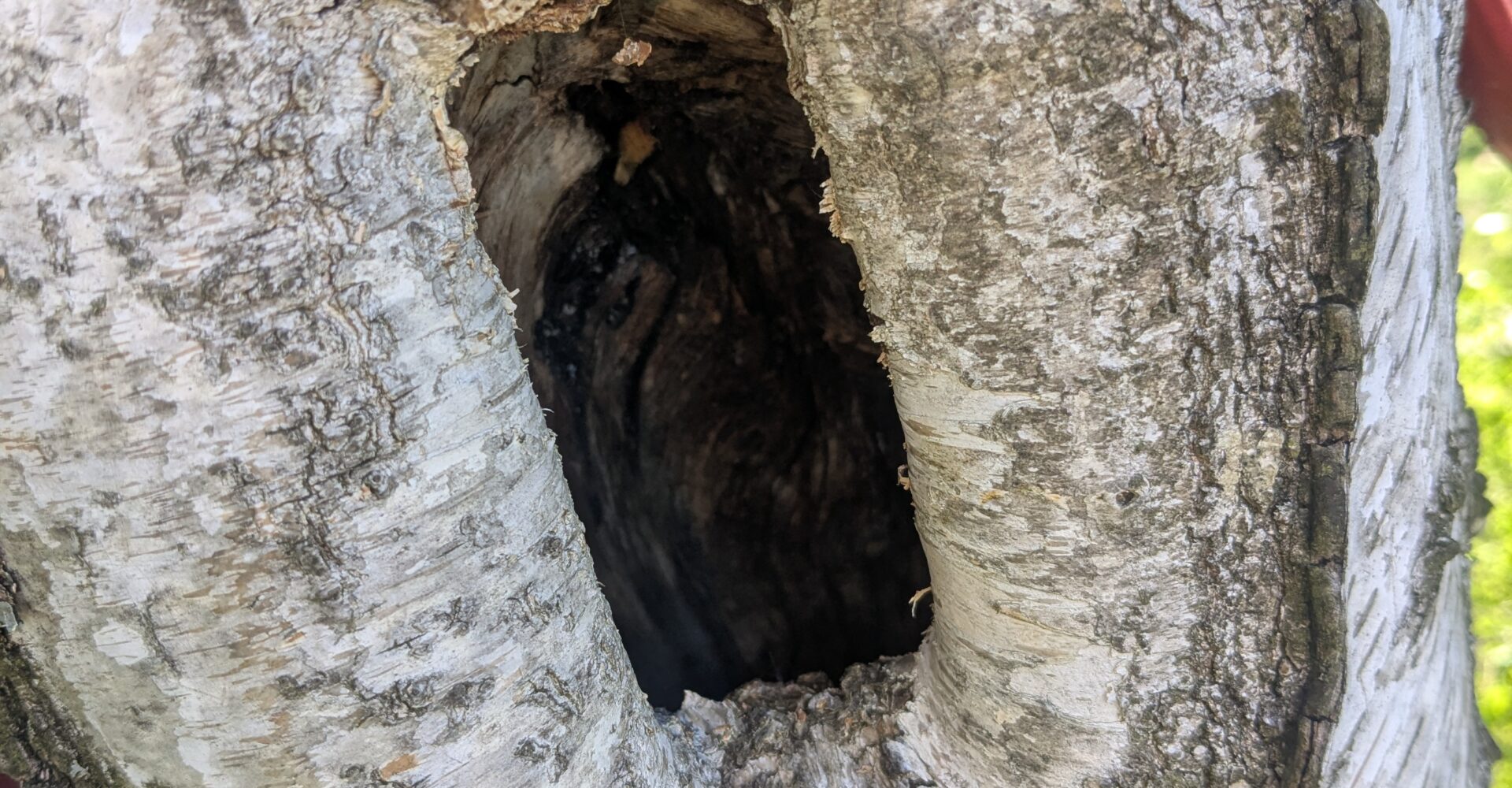 Höhlung im weißen Stamm einer Birke in Nahaufnahme