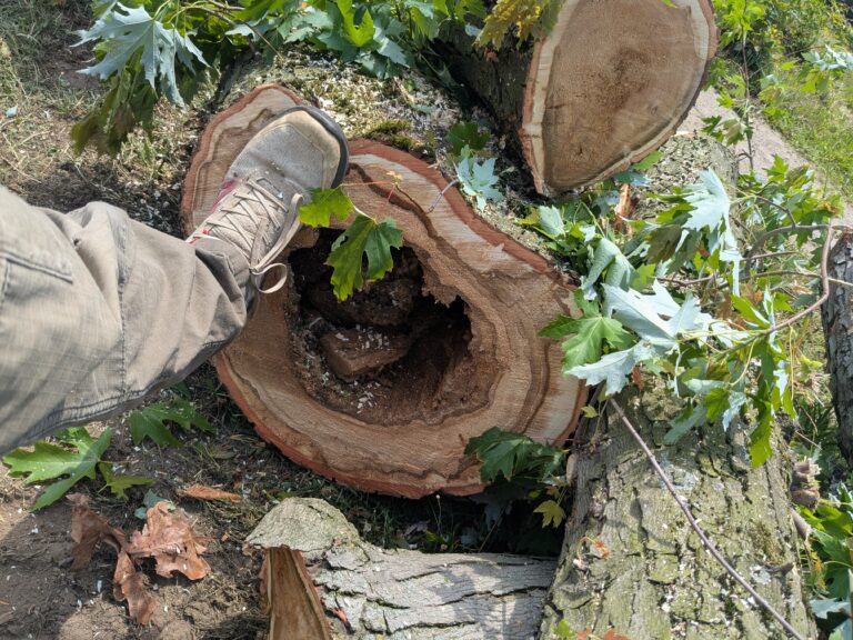 Querschnitt eines Silberahorns mit großer, durch Zunderschwamm verursachter Höhlung im Holz