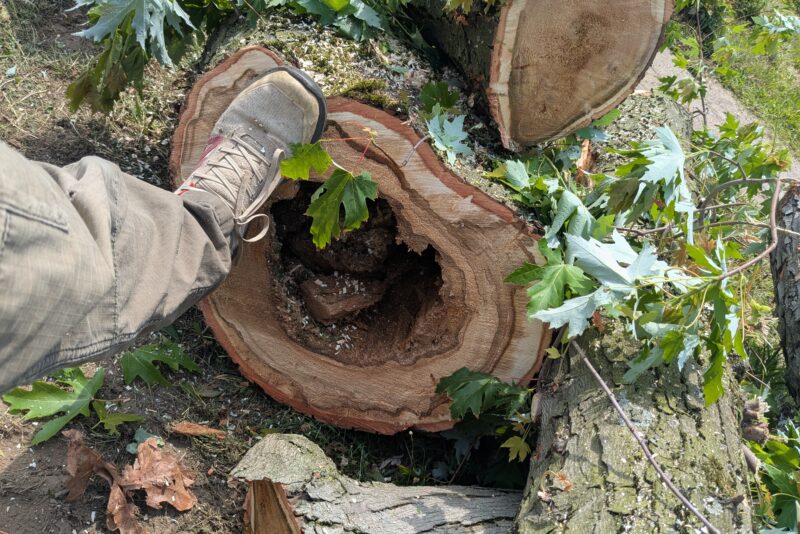 Silberahorn mit Zunderschwamm eingekürzt – Heidelberg (nachher)