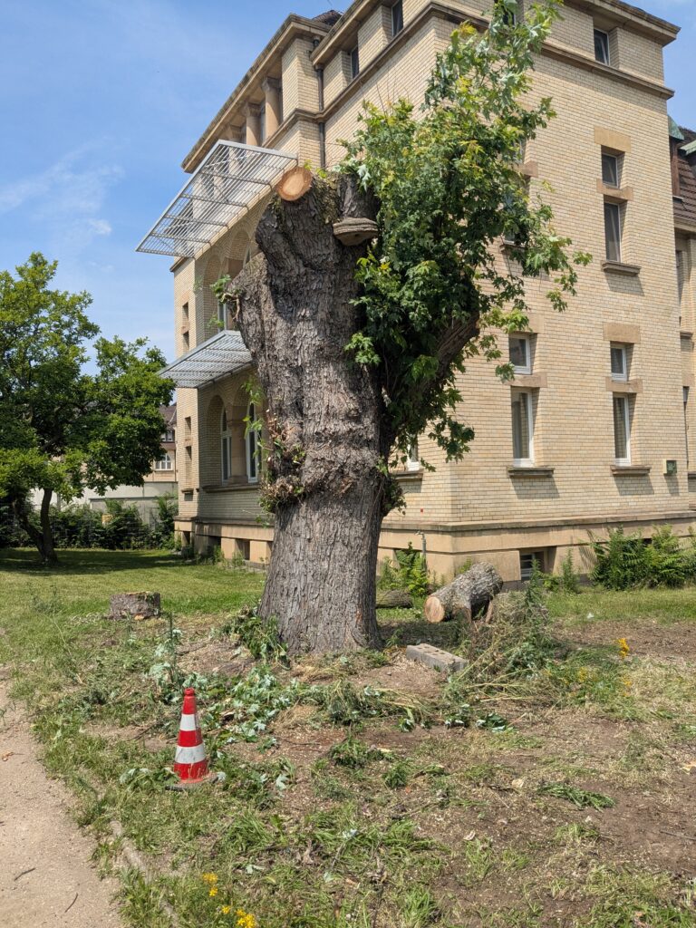 Stark eingekürzter Silberahorn vor einem Altbau in Heidelberg, der Stamm bleibt als Lebensraum stehen