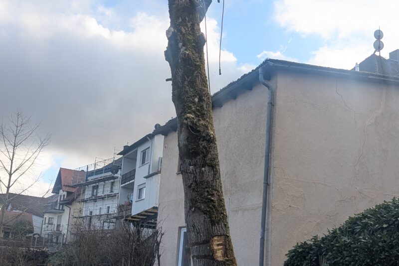 Nussbaum am Haus abgetragen – Beerfelden