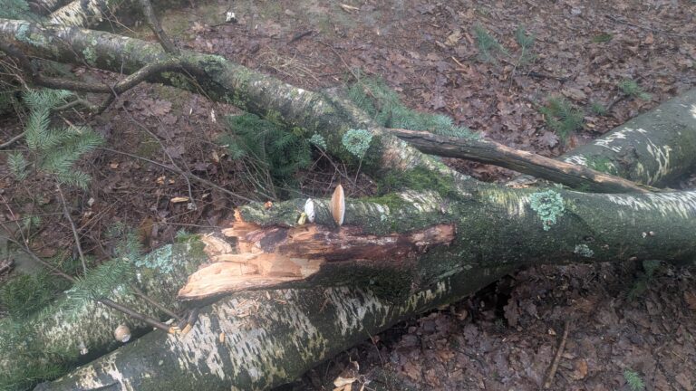 Abgebrochener Birkenstamm liegt auf dem Waldboden, an ihm wächst ein Birkenporling