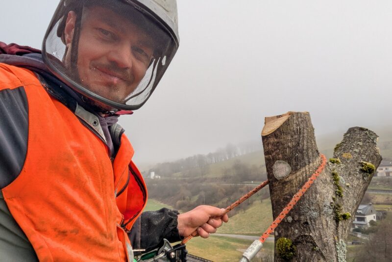 Baum in Gammelsbach abgetragen – Oberzent